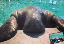 Tags: birthday, happy, manatee, oldest, snooty, turned, world (Pict. in My r/AWW favs)