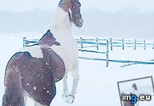 Tags: love, snow (GIF in My r/AWW favs)