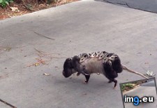 Tags: family, front, opossums, walked (Pict. in My r/AWW favs)
