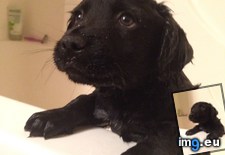 Tags: bath, bear, biggest, care, cute, fan, puppies, time, two, wasn, weeks (Pict. in My r/AWW favs)