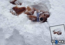 Tags: deep, dog, jumped, realizing, snow, was (Pict. in My r/AWW favs)
