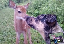 Tags: baby, deer, dogs, friend (Pict. in My r/AWW favs)