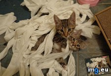 Tags: discovered, kittens, new, paper, roll, toilet (Pict. in My r/AWW favs)