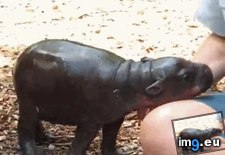 Tags: big, held, strong (GIF in My r/AWW favs)