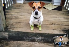 Tags: cake, day, follow, green, likes, mow, present, socks (Pict. in My r/AWW favs)