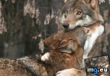 Tags: hugs, wolves (Pict. in My r/AWW favs)