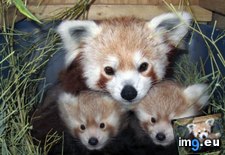 Tags: birth, children, gave, lincoln, male, panda, red, sophia, twins, zoo (Pict. in My r/AWW favs)
