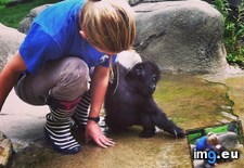 Tags: baby, gorilla, raising, spent, summer (Pict. in My r/AWW favs)