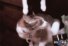 Tags: kisses, spidercat (GIF in My r/AWW favs)
