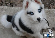 Tags: beautiful, husky, puppy (Pict. in My r/AWW favs)