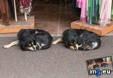 Tags: sleeping, synchronised (Pict. in My r/AWW favs)