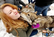 Tags: kisses, lots, meet, wolves (Pict. in My r/AWW favs)