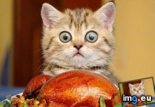 Tags: coming, thanksgiving (Pict. in My r/AWW favs)