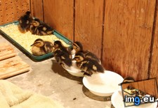 Tags: alive, baby, bringing, ducks, figure, hop, online, wife (Pict. in My r/AWW favs)