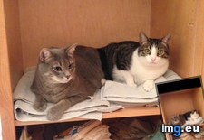Tags: cabinet, cats, figured, get, how, out, towel (Pict. in My r/AWW favs)