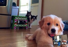 Tags: cats, puppy, suspicious (Pict. in My r/AWW favs)