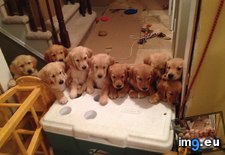 Tags: closest, dogs, get, litter, picture, puppies (Pict. in My r/AWW favs)