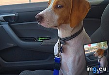 Tags: exact, heading, moment, realized, vet (Pict. in My r/AWW favs)