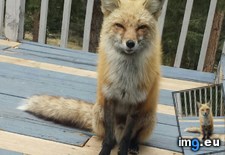Tags: dinner, door, fox, kitchen, night, shows (Pict. in My r/AWW favs)