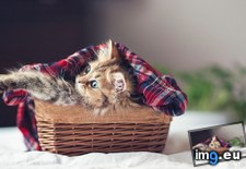 Tags: internet, kitten, won (Pict. in My r/AWW favs)