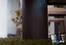 Tags: internet, kitten, won (Pict. in My r/AWW favs)