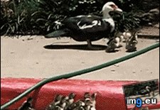Tags: but, defend, mother, prepares, struggling, young (GIF in My r/AWW favs)