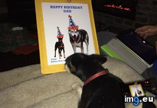 Tags: birthday, card, checking, man, old, out (Pict. in My r/AWW favs)