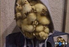 Tags: acceptable, duckface (Pict. in My r/AWW favs)