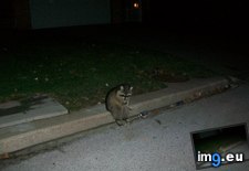 Tags: anymore, care, curb, neighborhood, raccoons, sit (Pict. in My r/AWW favs)