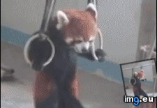 Tags: adorable, completely, panda, red (GIF in My r/AWW favs)