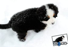 Tags: are, cuter, dusted, few, puppy, snow (GIF in My r/AWW favs)