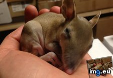 Tags: adorable, baby, bandicoot, local, rescued, sanctuary, was, wildlife (Pict. in My r/AWW favs)