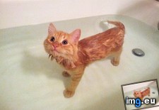 Tags: amount, cat, great, satisfaction, shows, tub, water (Pict. in My r/AWW favs)