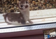 Tags: cute, fell, guy, night, window (Pict. in My r/AWW favs)