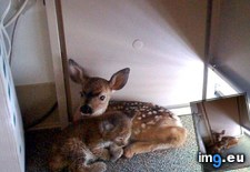Tags: bobcat, cuddling, desk, fawn, fire, forest, office (Pict. in My r/AWW favs)