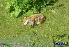 Tags: fox, lawn, likes, nap, sunny (Pict. in My r/AWW favs)