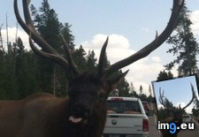 Tags: front, guy, stopped, summer, yellowstone (Pict. in My r/AWW favs)