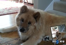 Tags: akita, big, bork, lives, old, woolly, year (Pict. in My r/AWW favs)