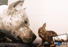 Tags: heart, melting (GIF in My r/AWW favs)
