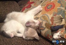 Tags: for, hours, kittens, wrestling (Pict. in My r/AWW favs)