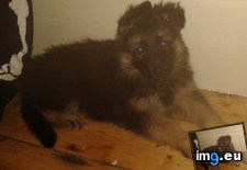 Tags: german, new, old, puppy, shepherd, weeks (Pict. in My r/AWW favs)