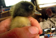 Tags: anymore, beard, duck, fit, peeps (Pict. in My r/AWW favs)
