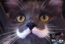Tags: adult, kitty, males, mustache, staches, trumps (Pict. in My r/AWW favs)