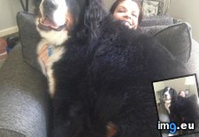 Tags: big, bigger, dog, for, lincoln, lovers, wife (Pict. in My r/AWW favs)