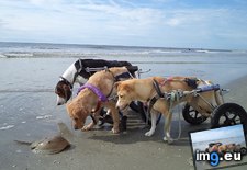Tags: crab, dogs, horseshoe, meet, wheelchairs (Pict. in My r/AWW favs)
