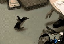 Tags: penguin, tickling (GIF in My r/AWW favs)