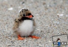 Tags: baby, called, cute, fuck, puffins, pufflings, til (Pict. in My r/AWW favs)
