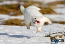 Tags: stoat, til (Pict. in My r/AWW favs)