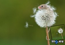 Tags: climbs, dandelion, harvest, mouse, tiny (Pict. in My r/AWW favs)