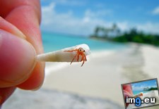 Tags: crab, hermit, tiny (Pict. in My r/AWW favs)